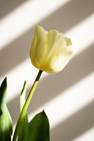 春天黄色郁金香花枝摄影图片