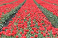 春天红色郁金香花海风景图片