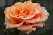 雨后橙色玫瑰花图片