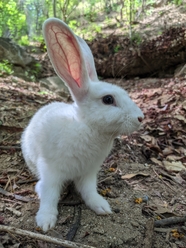 丛林白色小野兔图片
