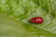 绿叶红甲虫图片