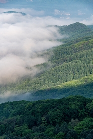 云雾缭绕自然森林风景图片