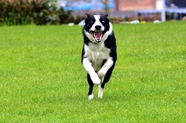 绿色草地上自由奔跑的狗狗图片