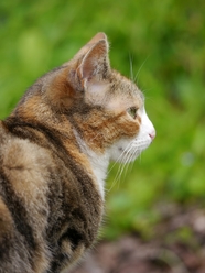 春日户外可爱小猫抓拍图片