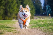 乡村田园威尔士柯基犬图片