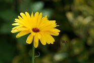 一枝黄色万寿菊图片