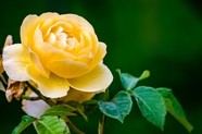 春天黄色野生玫瑰花图片