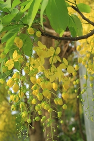 黄色腊肠树花图片