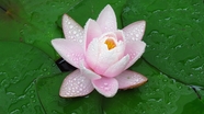 雨后粉色莲花莲叶图片
