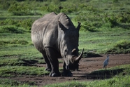 非洲大草原野生犀牛图片