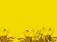 黄色向日葵纯色背景图片