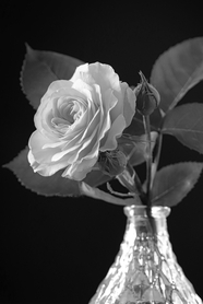 黑白风格玫瑰花插花图片