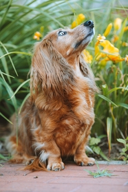 荒野流浪的腊肠犬图片