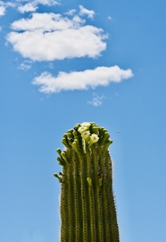 蓝天白云沙漠热带植物仙人柱图片