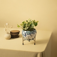 室内桌台装饰盆栽植物图片