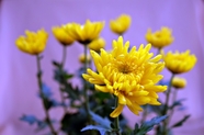 黄色秋菊花摄影图片