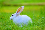 绿色草地可爱萌兔子图片