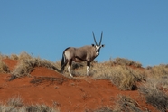 非洲纳米比亚大羚羊图片