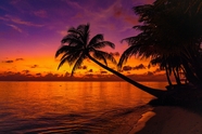 黄昏热带海边椰子树晚霞风光摄影图片