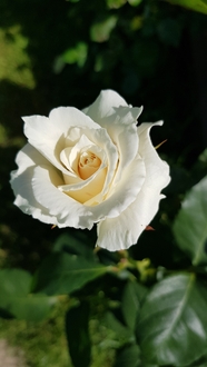 微距特写白色玫瑰花盛开图片