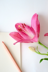 铅笔草稿纸粉色百合花图片