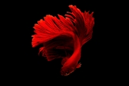 深海红色斗鱼图片