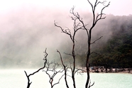 萧瑟雾气缭绕湖泊干枝摄影图片