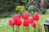 花圃红色郁金香绽放图片