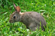 绿色野草丛野生兔子图片