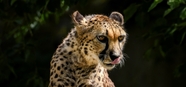 非洲野生雪豹摄影图片