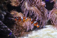 水族馆小丑鱼海葵摄影图片