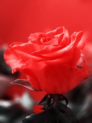 热情奔放的红色玫瑰花图片