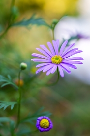 唯美小清新紫色雏菊摄影图片