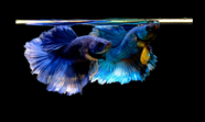 水族馆蓝色孔雀鱼摄影图片