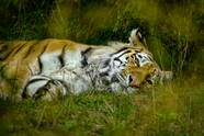 躺在地面休息的西伯利亚虎图片