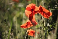 红色野生罂粟花植物摄影图片