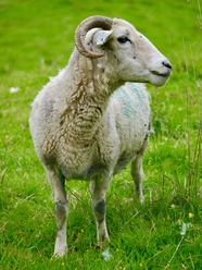 绿色草地家畜绵羊摄影图片