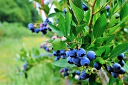 长在树上的蓝莓浆果摄影图片