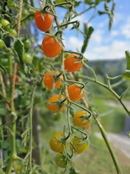 夏日果园挂满藤蔓的小番茄图片
