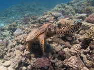 深海乌龟玳瑁海星珊瑚礁图片