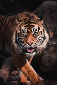 凶猛野生印度老虎图片
