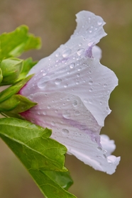 雨后粉色木槿花摄影图片