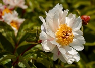 白色卵叶牡丹花图片