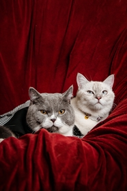 两只可爱小肥猫宠物写真图片