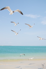 唯美蓝色海边海鸥自由飞翔图片