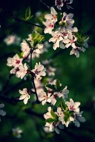 春天粉色桃花绽放图片