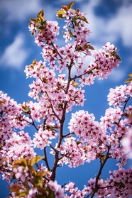 蓝天白云天空粉色樱花摄影图片