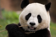 可爱呆萌国宝大熊猫吃竹子图片