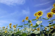 夏日蓝天白云向日葵摄影图片