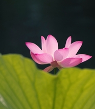 夏日绽放的粉色莲花摄影图片